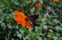 Butterfly and Flowers, Chicago Botanic Garden, Glencoe, Illinois
