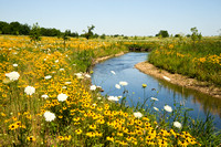 Stream and Blackeyed Susans, Springbrook Prairie Preserve, Naperville, Illinois