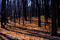 Trees and Shadows, Morton Arboretum, Lisle, Illinois