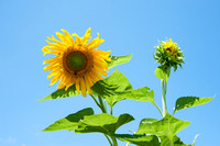 Kong Sunflowers, Chicago Botanic Garden, Glencoe, Illinois