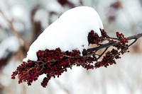 Snow on Sumac Berries, Morton Arboretum, Lisle, Illinois