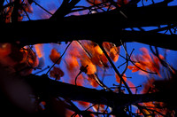 Maple Leaves at Sunrise, Naperville, Illinois