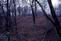 Barren Trees and Leaves, Fulton County, Illinois