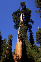 General Grant Sequoia, Sequoia National Park, California