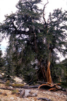 Bristle Cone Pine, Schulman Grove, White Mountains, California
