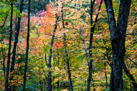 Maple Trees, Agawa Canyon, Ontario, Canada