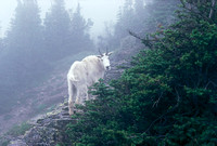 Mountain Goat, Hidden Lake Trail, Glacier National Park, Montana