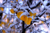 Snow on Pear Tree Leaves, Naperville, Illinois