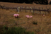 Day Lilies, Fort Ross State Park, California