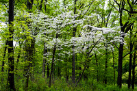 Dogwoods and Trees, Morton Arboretum, Lisle, Illinois