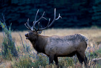 Bull Elk, Rocky Mountain National Park, Colorado