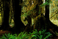 Trees, Hall of Mosses Trail, Hoh Rain Forest, Olympic National Park, Washington