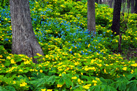 Celadine Poppies and Virginia Bluebells, Morton Arboretum, Lisle, Illinois