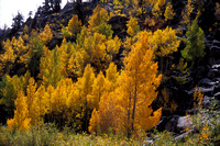 Aspens, South Fork of Bishop Creek, Sierra Nevada Mountains, California