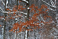 Snow on Oak Trees, Morton Arboretum, Lisle, Illinois