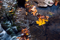 Leaves in Waterfall,  Waterfall Glen Forest Preserve, Darien, Illinois