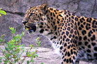 Amur Leopard, Brookfield Zoo, Brookfield, Illinois