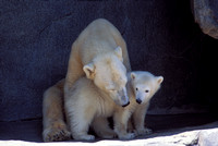 Mother and Baby Polar Bear, Brookfield Zoo, Brookfield, Illinois