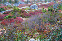 Rocks and Vegetation, Peggy's Cove, Nova Scotia, Canada