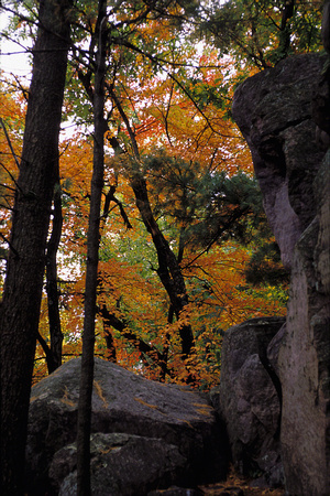 Trees and Boulders, Devils Lake State Park, Wisconsin
