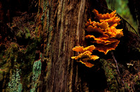 Saprophyte on Tree, Hoh Rain Forest, Olympic National Park, Washington