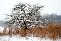 Tree, Plants, and Snow, Morton Arboretum, Lisle, Illinois