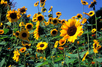 Sunflowers, Chicago Botanic Garden, Glencoe, Illinois