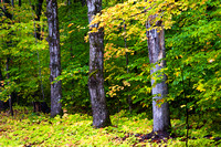 Maple Trees, Hiawatha National Forest, Michigan