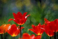 Red Tulips (Jane Parker), Chicago Botanic Garden, Glencoe, Illinois