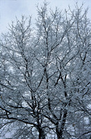 Snow on Trees, Naperville, Illinois