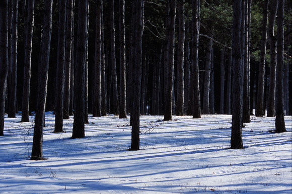 Pine Trees and Shadows, Morton Arboretum, Lisle, Illinois