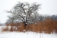 Tree, Plants, and Snow, Morton Arboretum, Lisle, Illlinois