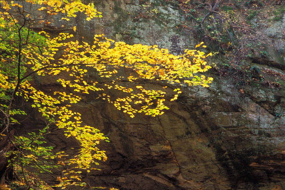 Black Maple, Ottawa Canyon, Starved Rock State Park, Illinois