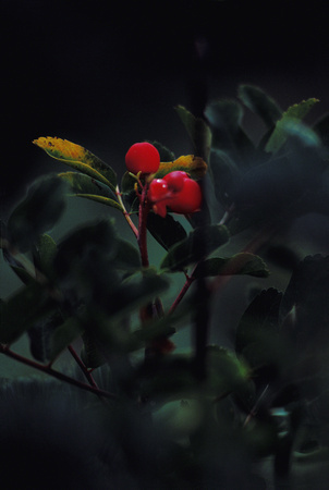 Red Berries, Hurricane Ridge, Olympic National Park, Washington