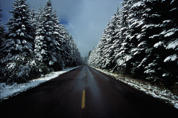 Snow on Trees, Going to the Sun Highway, Glacier National Park, Montana