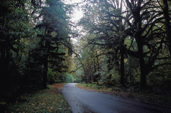 Road to Hoh Rain Forest, Olympic National Park, Washington