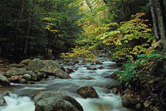 Fall Color Along a Stream, White Mountain National Forest, New Hampshire