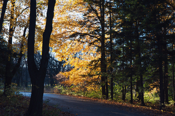 Maple, Fir, and Oak Trees, Morton Arboretum, Lisle, Illinois