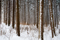 Snow on Spruce Trees, Morton Arboretum, Lisle, Illinois