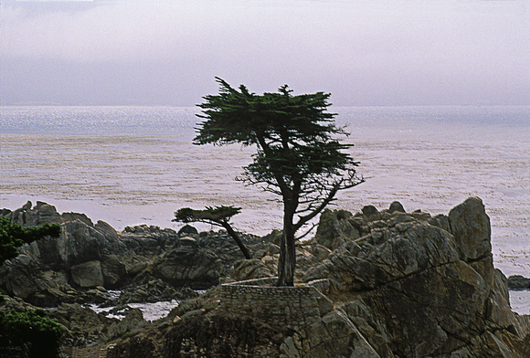 Lone Cypress, Pebble Beach, California